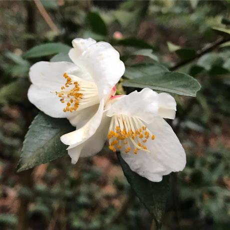 Ruta de la Camelia: El jardín de La Saleta en invierno, del 1 al 31 de enero de 2017. Camellia Route: Saleta's Garden in winter, January, 1-31, 2017.