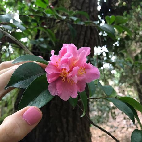 Ruta de la Camelia: El jardín de La Saleta en invierno, del 1 al 31 de enero de 2017. Camellia Route: Saleta's Garden in winter, January, 1-31, 2017.