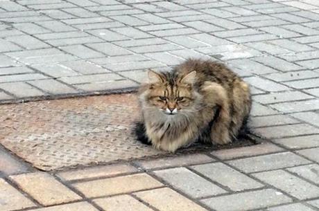 Un gato ha estado esperando a sus dueños en el mismo lugar durante más de un año