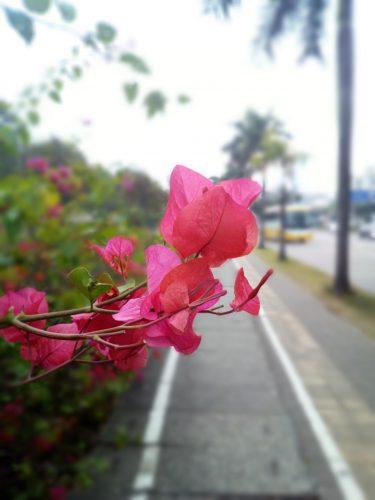 Doogee Shoot 1 vs Huawei Honor 6X, batalla por la mejor cámara doble Doogee Shoot 1 vs Huawei Honor 6X, batalla por la mejor cámara doble