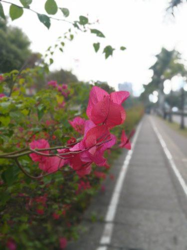 Doogee Shoot 1 vs Huawei Honor 6X, batalla por la mejor cámara doble Doogee Shoot 1 vs Huawei Honor 6X, batalla por la mejor cámara doble