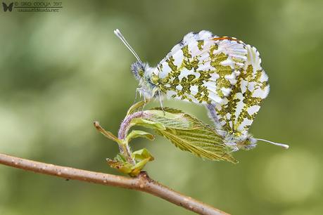 Pareja de Anthocharis cardamines (orange tip couple)