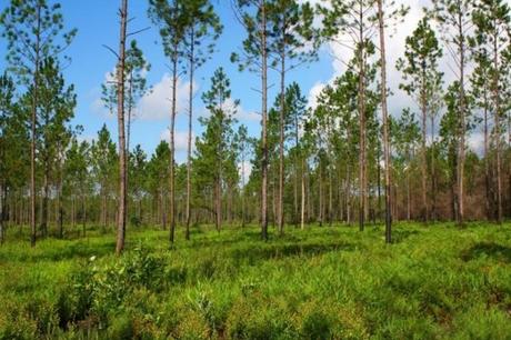 La historia asombrosa de un hombre que gastó $ 90 millones para salvar la naturaleza