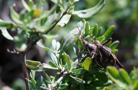 San Miguel de Allende: El poder de seducción de una ciudad colonial chapulines-mexico