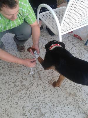 Galletas para perro