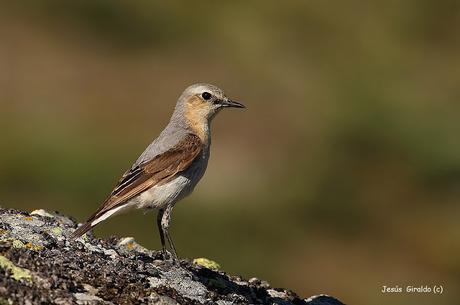 COLLALBAS.En España hay tres especies de collalbas, la má... COLLALBAS.En España hay tres especies de collalbas, la má...