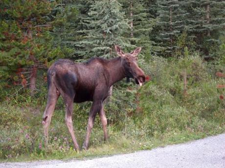 Canadá: (Día 8) Qué ver en el Parque Nacional de Jasper