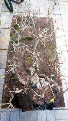 Diorama con Acers Campestres : 18 planificando los árboles 1 a 1 Diorama con Acers Campestres : 18 planificando los árboles 1 a 1