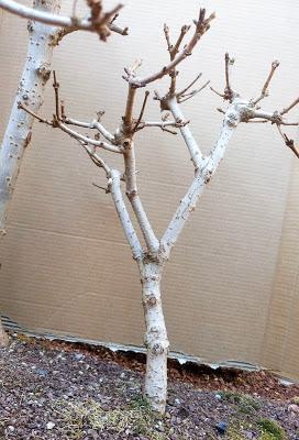 Diorama con Acers Campestres : 18 planificando los árboles 1 a 1