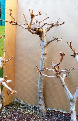 Diorama con Acers Campestres : 18 planificando los árboles 1 a 1 Diorama con Acers Campestres : 18 planificando los árboles 1 a 1