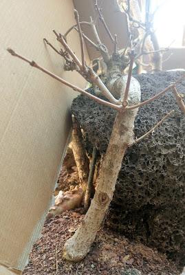 Diorama con Acers Campestres : 18 planificando los árboles 1 a 1 Diorama con Acers Campestres : 18 planificando los árboles 1 a 1