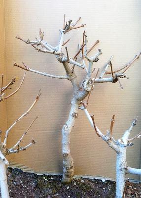 Diorama con Acers Campestres : 18 planificando los árboles 1 a 1