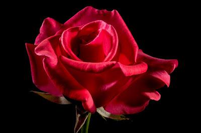 El color de las rosas y su significado