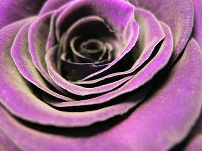 El color de las rosas y su significado