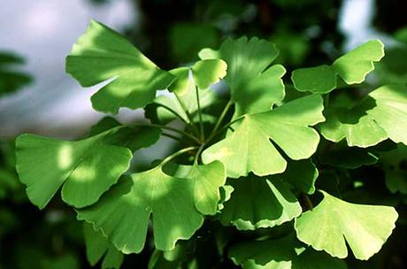 Gingko biloba, para la memoria y salud