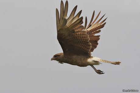 Censo Neotropical de Aves Acuáticas (febrero 2017)