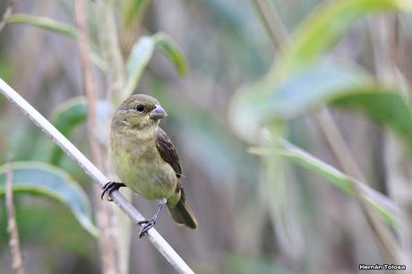 Censo Neotropical de Aves Acuáticas (febrero 2017)