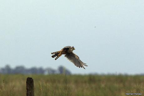 Censo Neotropical de Aves Acuáticas (febrero 2017)