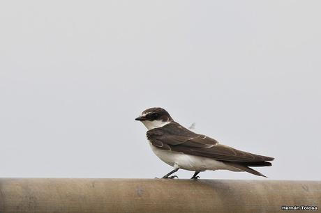 Censo Neotropical de Aves Acuáticas (febrero 2017)