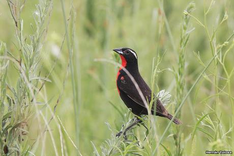 Censo Neotropical de Aves Acuáticas (febrero 2017)