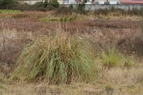 Una visión pesimista de la Ría de la Villa