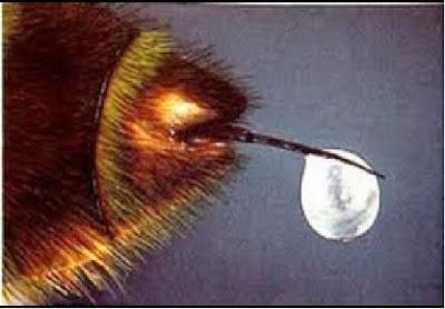 EL VENENO DE LAS ABEJAS - THE VENOM OF THE BEES.