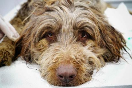 Et tu quoque, Brute, fili mi! Et tu quoque, Brute, fili mi!