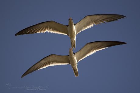 Rayador (Black Skimmer) Rynchops niger