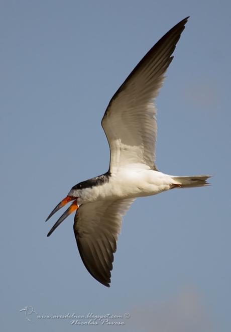 Rayador (Black Skimmer) Rynchops niger