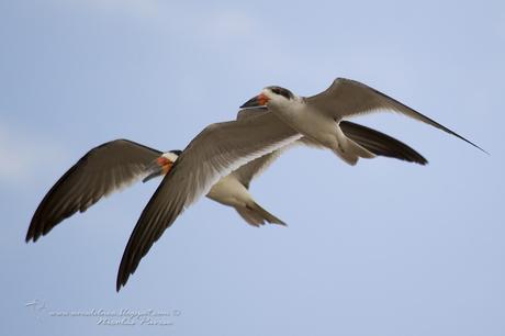 Rayador (Black Skimmer) Rynchops niger