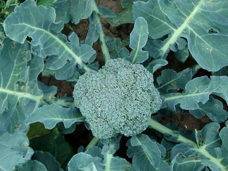 Aliados naturales de la salud: el poder del brócoli Aliados naturales de la salud: el poder del brócoli