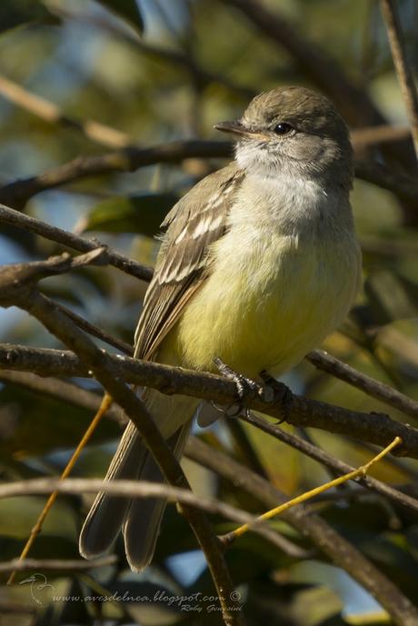 Suirirí pico corto (Southern scrub-Flycatcher) Sublegatus modestus