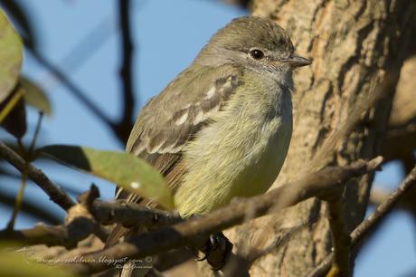 Suirirí pico corto (Southern scrub-Flycatcher) Sublegatus modestus