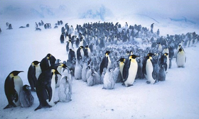 ¿Aprenderemos de los pingüinos a controlar el tráfico?