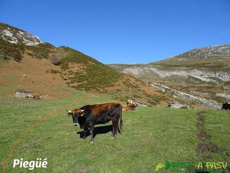 Majada Piegüé: vacas y cabañas
