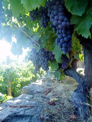 Mencía, #QueSeCepa Mencía, #QueSeCepa