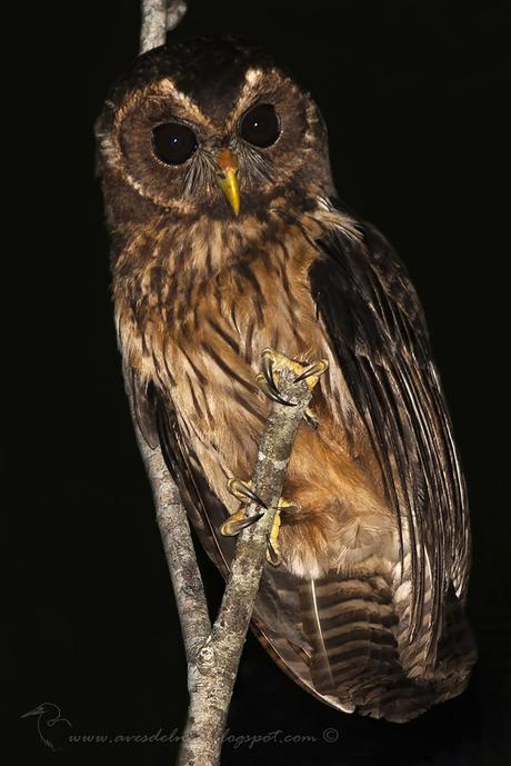 Lechuza estriada (Mottled Owl) Strix virgata