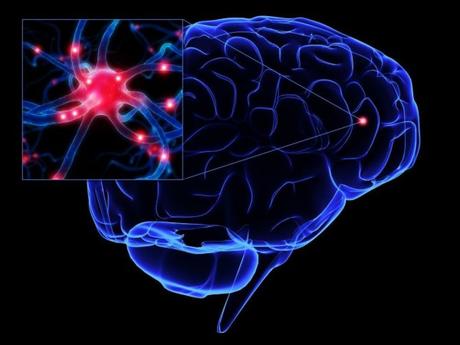 neuronas-en-el-cerebro1 The positive advantage