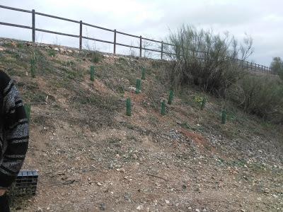 Voluntariado, Reforestación Participativa Voluntariado, Reforestación Participativa