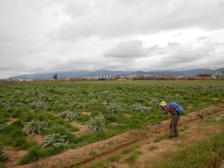 Viladecans - Basses de Can Dimoni - Delta del Llobregat - Camí dels Llanassos - Viladecans