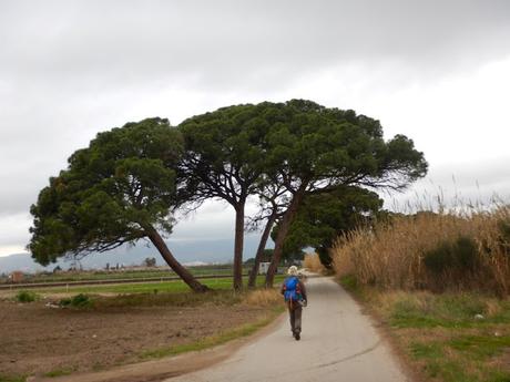 Viladecans - Basses de Can Dimoni - Delta del Llobregat - Camí dels Llanassos - Viladecans