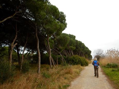 Viladecans - Basses de Can Dimoni - Delta del Llobregat - Camí dels Llanassos - Viladecans