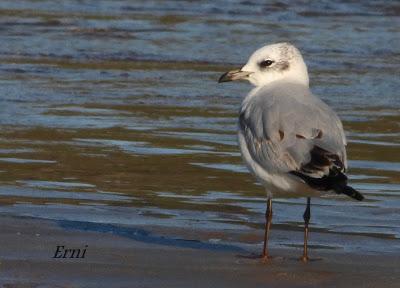 GAVIOTA CANA Y COLIMBO CHICO EN LAREDO