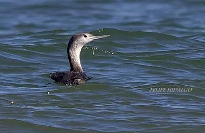 GAVIOTA CANA Y COLIMBO CHICO EN LAREDO