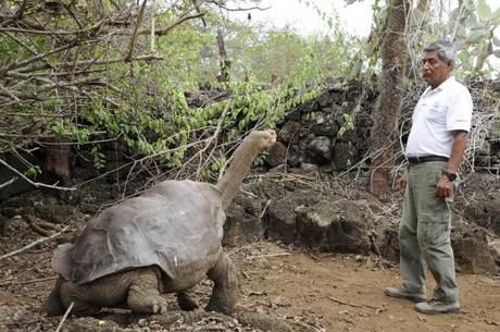 El Solitario George: símbolo de la esperanza, regresó a Ecuador El Solitario George: símbolo de la esperanza, regresó a Ecuador