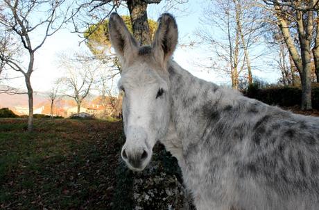 Ruta de la Portilla Bejarana y la ‘Torrita’, un viaje al corazón de Las Batuecas Un burro en una de las pequeñas parcelas antes de llegar a La Alberca Portilla Bejarana