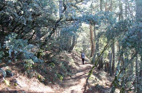 Ruta de la Portilla Bejarana y la ‘Torrita’, un viaje al corazón de Las Batuecas Sendero de la Portilla Bejarana flanqueado por robles