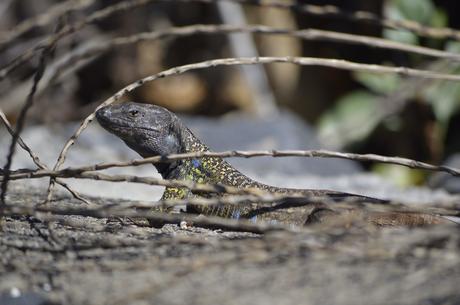 Nuestros pequeños dragones…