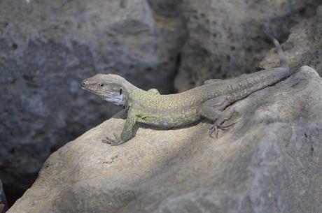 Nuestros pequeños dragones…