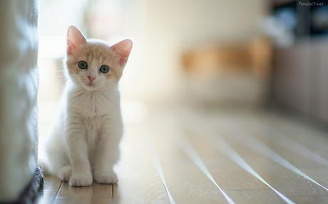 Día Internacional del gato